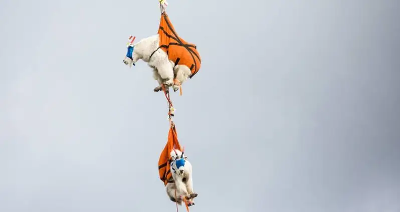 Mountain Goats Addicted To Human Urine To Be Evacuated Or Shot At Olympic National Park