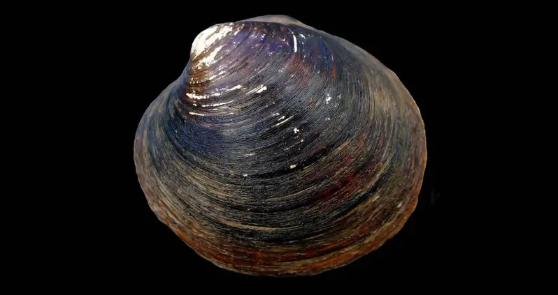Meet Ming The Clam, The World’s Oldest-Recorded Animal, Who Was Killed By The Scientists That Studied Him