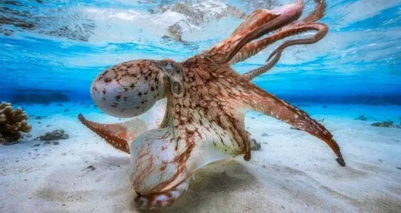 Scientists Gave Octopuses MDMA And It Completely Changed Their Behavior