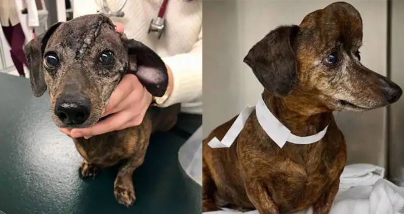 Dog With Orange-Sized Tumor On Her Head Gets A New 3D-Printed Skull — And A Second Chance At Life
