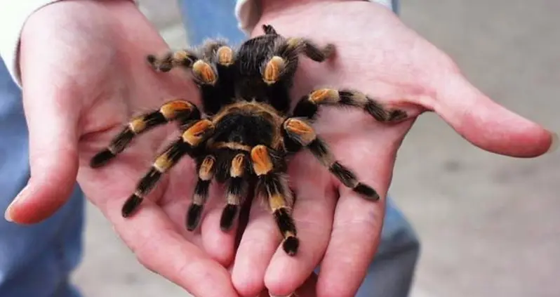 $40,000 Insect Heist Leaves Thousands Of Creepy Crawlers Unaccounted For