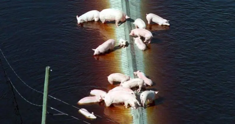 Will North Carolina’s Hog Waste Lagoons Overflow During Hurricane Florence?