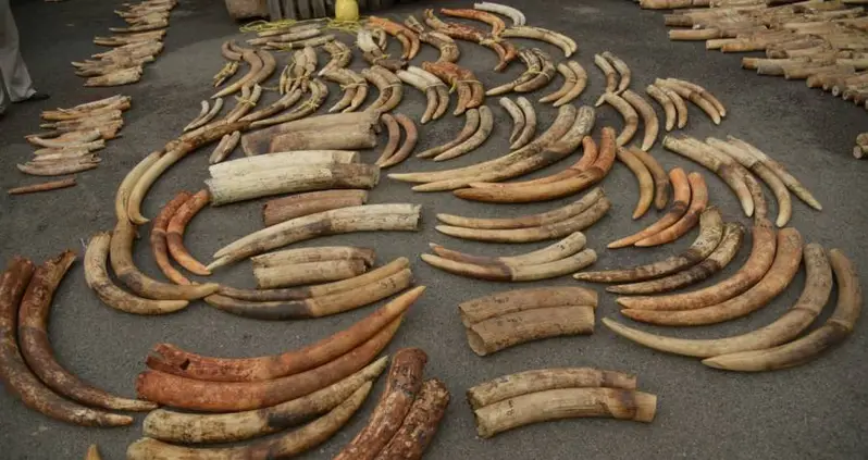 DNA Testing Could Help Conservationists To Stop Cartels Behind The Elephant Ivory Trade