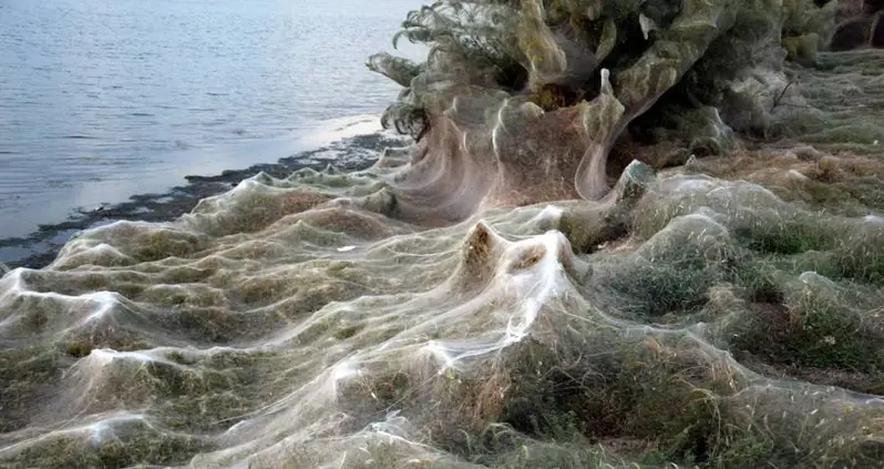 Spiders Cover Greek Coast In 1,000-Foot Web For Mating