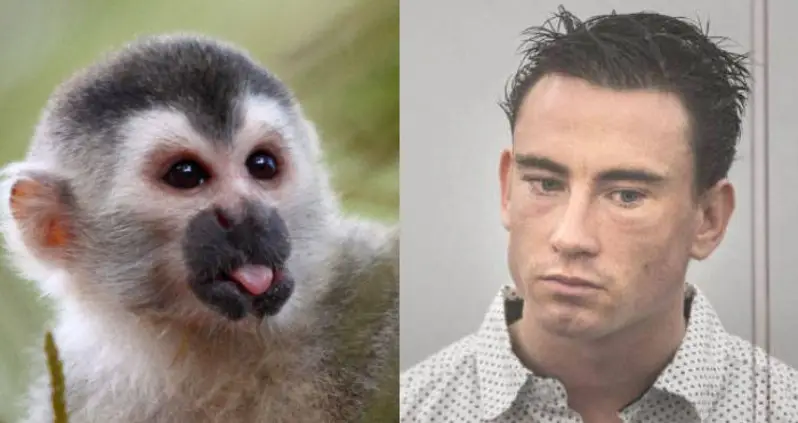Man “High As A Kite” Tries To Steal Monkey From Zoo For Girlfriend — Gets Roughed Up Instead
