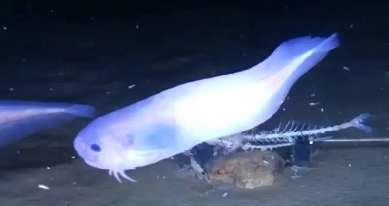 Scientists Discover Deep-Sea Fish Species That Would Melt At The Surface