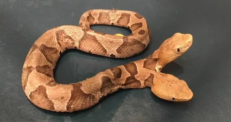 Rare Two-Headed Snake Found In Virginia — And It Fights With Itself For Dinner