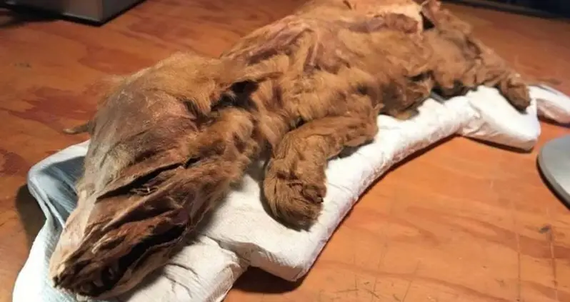 Mummified Ice Age Wolf Pup And Caribou With Skin And Fur Intact Discovered In Canadian Permafrost