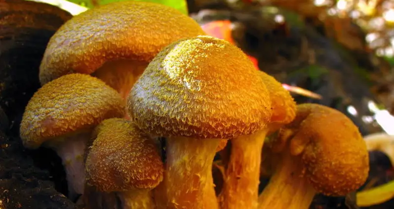 This Humungous Fungus Is Three Times The Size Of A Blue Whale And 2,500-Years-Old