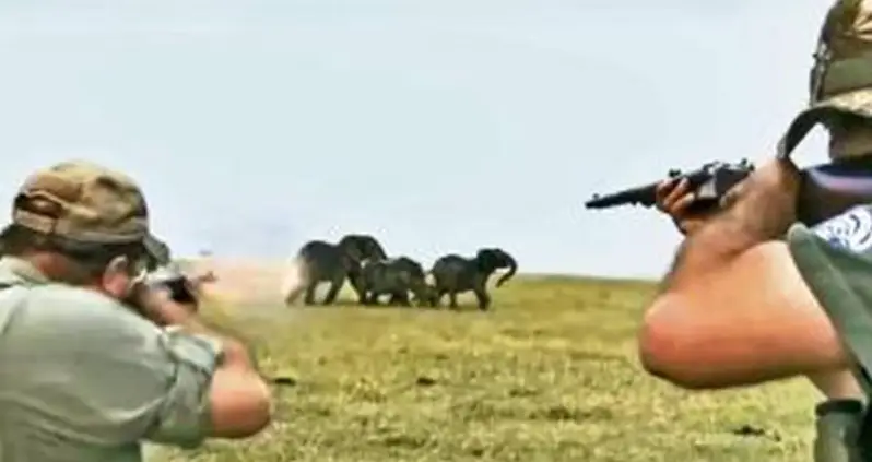 A Group Of Elephants Charge After Two Hunters Who Had Just Shot A Member Of Their Pack In Namibia