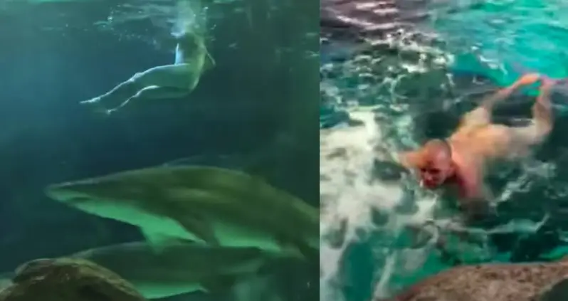 Jazz Night At An Aquarium Ends With Naked Man Swimming With Sharks [VIDEO]