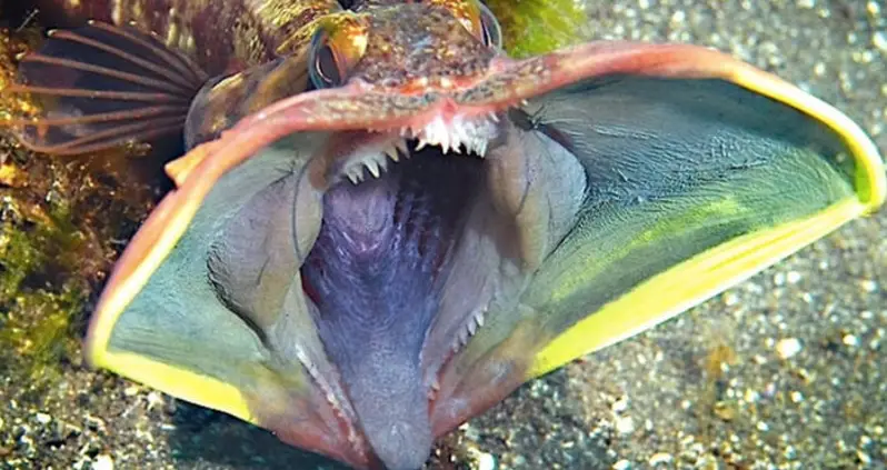 Scientists Are Sharing Photos Of The Ocean’s Scariest Deep-Sea Creatures In Honor Of Halloween — And They’re All Horrifying