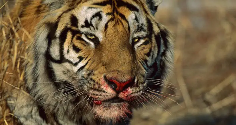Calvin Klein Perfume Could Be The Key To Taking Down A Man-Eating Tigress That Has Killed 13 People In India