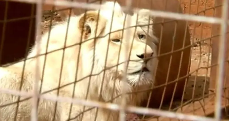 Mufasa, A Rare White Lion In South Africa, Is In Danger Of Being Auctioned Off To Trophy Hunters