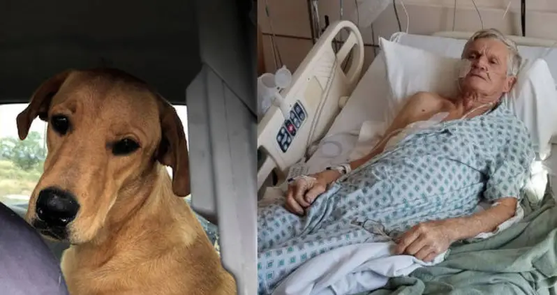 A New Mexico Man Nearly Died After His Dog Accidentally Shot Him