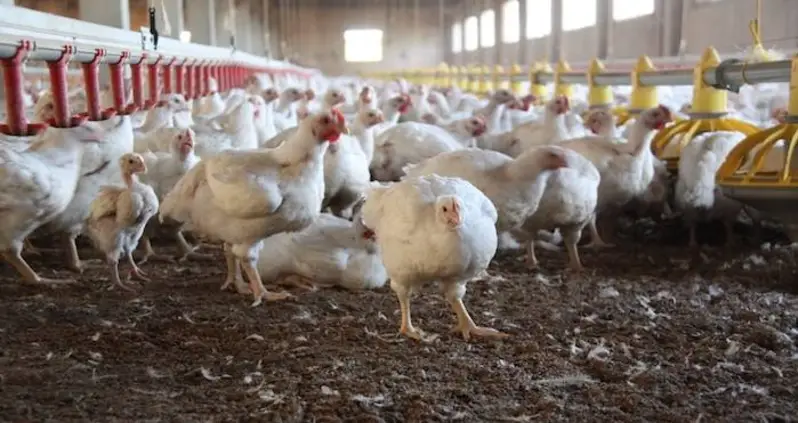 The Grand Legacy That Humans Will Leave behind Will Most Likely Be Chicken Bones