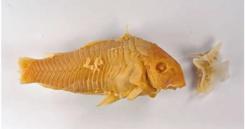 “Jackass”-Inspired Dutchman Gets Venomous Catfish Lodged In His Throat