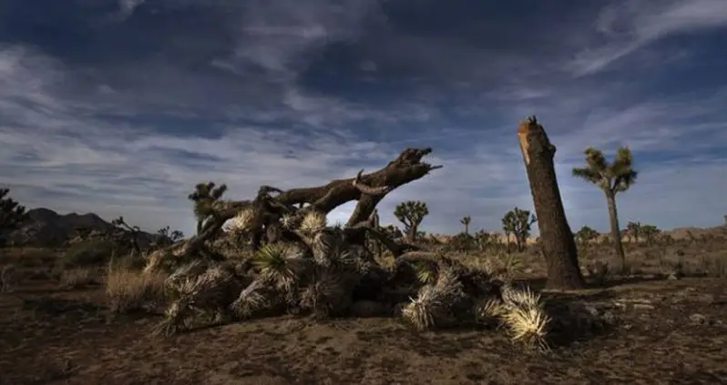 Visitors Irreversibly Vandalized Joshua Tree National Park During Government Shutdown