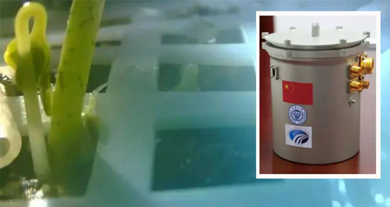 First Ever Plant Grown On The Far Side Of The Moon Dies