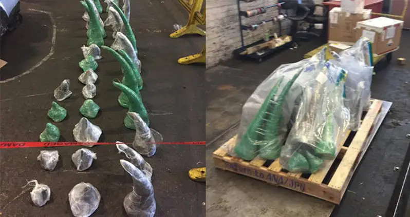 Sniffer Dog Busts 256 Pounds Rhino Horn Haul In South Africa Airport