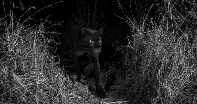 Scientists Document Africa’s Rare Black Leopard For The First Time In Over A Century