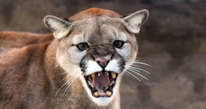 Colorado Runner Chokes Attacking Mountain Lion To Death With His Bare Hands