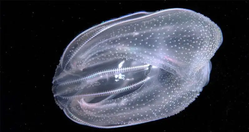 Comb Jellies Have An Anus That Magically Disappears When It’s Not Needed