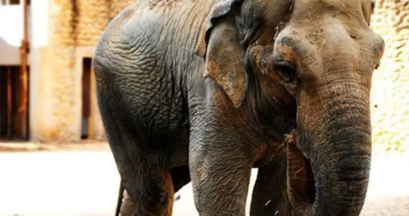 The ‘Saddest Elephant In The World’ Has Died After 43 Years Of Solitary Captivity
