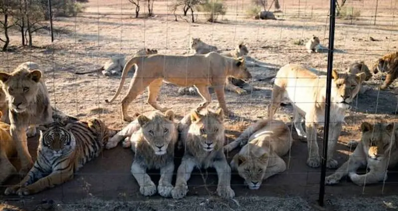 South African ‘Lion Farm’ Slaughtered 54 Lions In Two Days And Sold Their Remains