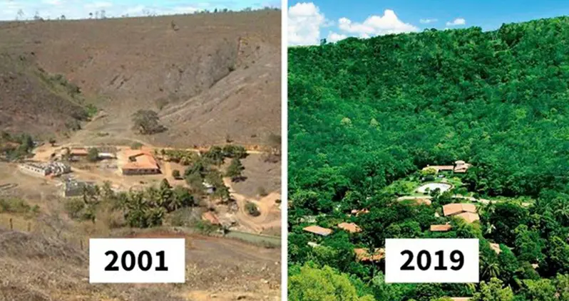 Famed Photographer Sebastião Salgado Plants Two Million Trees With His Wife And 20 Years Later, Creates New Forest