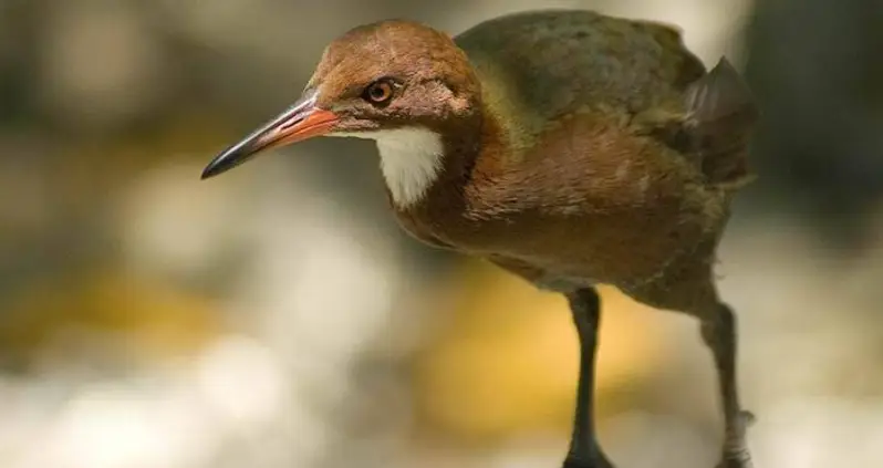 Scientists Find Aldabra Rail Bird That Went Extinct And Then Re-Evolved Back Into Existence