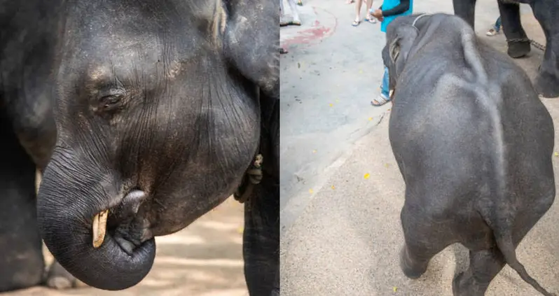 Dumbo The Baby Elephant Dies After Legs Snap While Performing Tricks At Thai Zoo