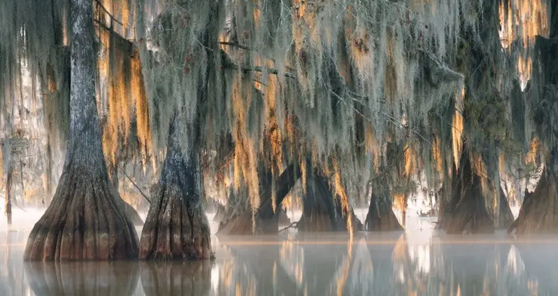 Scientists Find Tree Older Than Christianity In A North Carolina Swamp