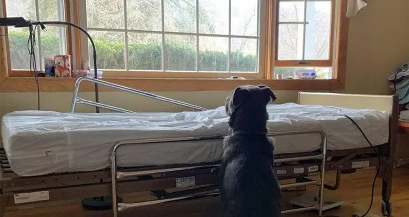 Heartbreaking Photo Of Dog Waiting For Deceased Owner Prompts Hundreds Of Adoption Offers