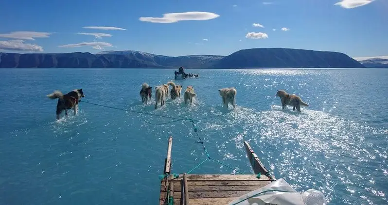 Greenland’s Ice Is Melting So Much, These Sled Dogs Look Like They’re Walking On Water