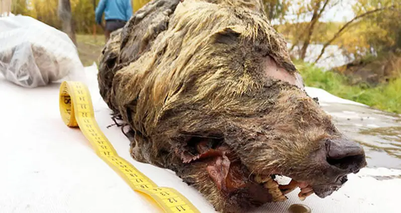 Perfectly Preserved 40,000-Year-Old Wolf Head Found In Siberian Permafrost