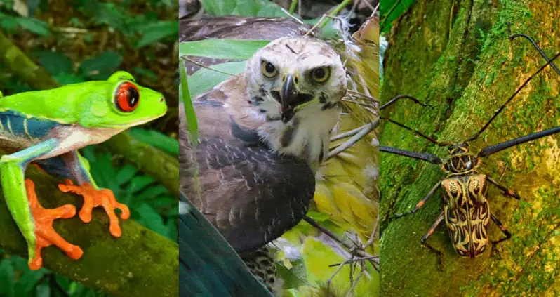 Hundreds Of ‘Extinct’ Creatures Found In Honduras’ ‘Lost City Of The Monkey God’