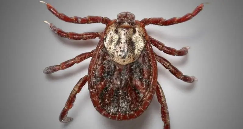 Asian Longhorned Ticks Just Drained A Fifth North Carolina Cow To Death