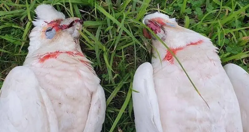 ‘Something Out Of A Horror Movie’: Rescuers Find Dozens Of Dead Birds Bleeding Out Of Their Eyes