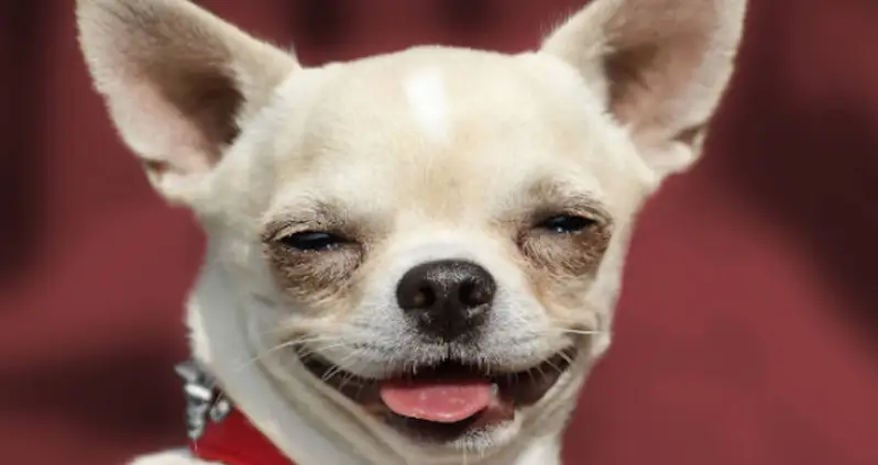 Aspen’s Dogs Are Getting Stoned AF From Eating Human Feces Laced With THC