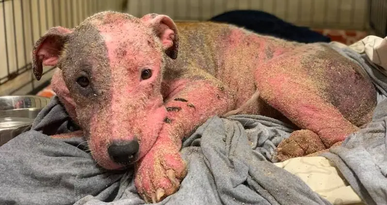 Abused Dog Rescued After Being Buried Alive On Hawaiian Beach By Owner