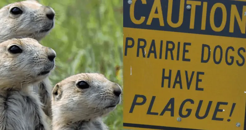 Prairie Dogs Carrying The Black Death Cause Part Of Rocky Mountain Park To Shut Down