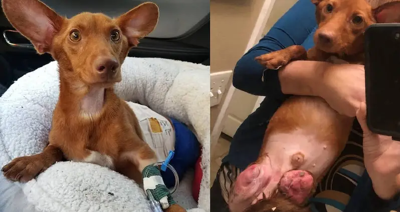 They Told Police That Their Dog’s Legs ‘Fell Off’ — Turns Out They Were ‘Sawed Off’