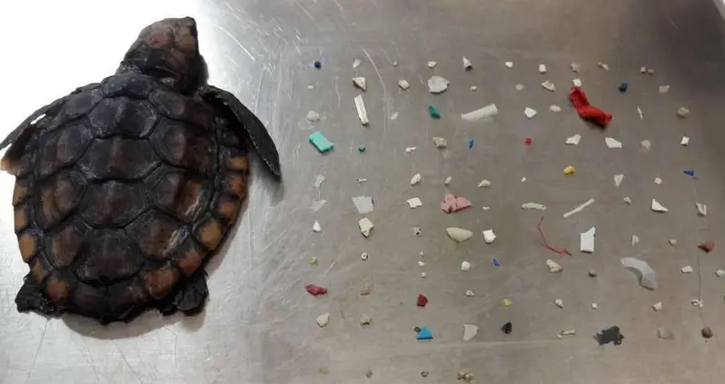 Baby Sea Turtle Washes Ashore With 104 Pieces Of Plastic In Its Belly