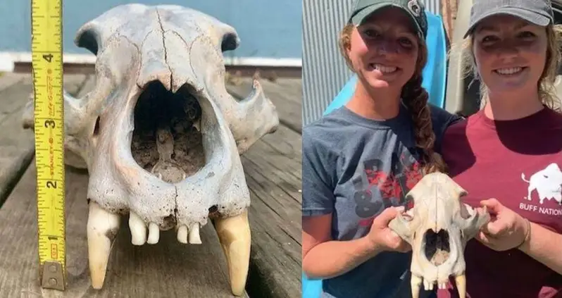 ‘Ancient’ Bear Skull Discovered By Kayaking Sisters In Kansas
