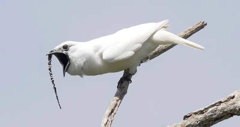 The Loudest Bird In The World Is ‘Deafening’ And Screams In The Faces Of Potential Mates