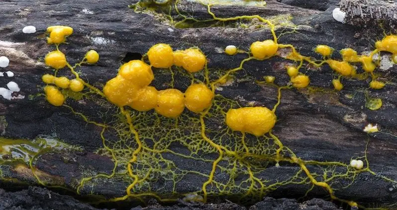 Mysterious ‘Blob’ With 720 Sexes And Ability To Learn To Be Unveiled At Paris Zoo