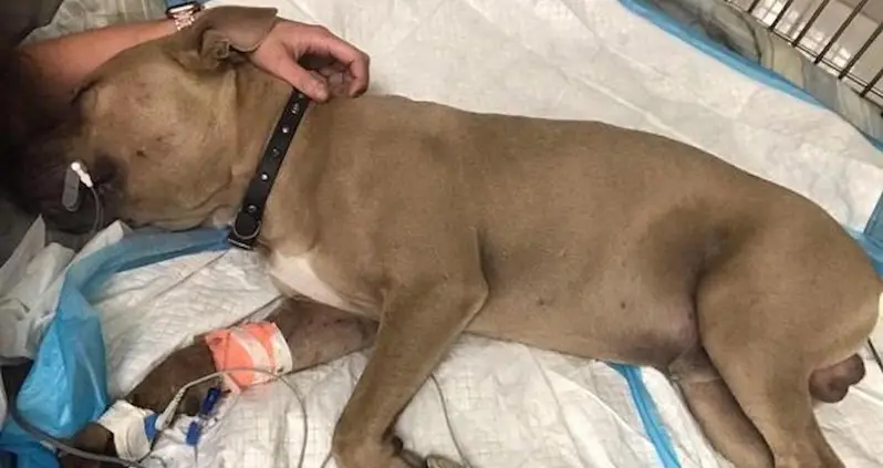 Pit Bull Puppy Dies After Protecting Florida Kids From A Venomous Snake
