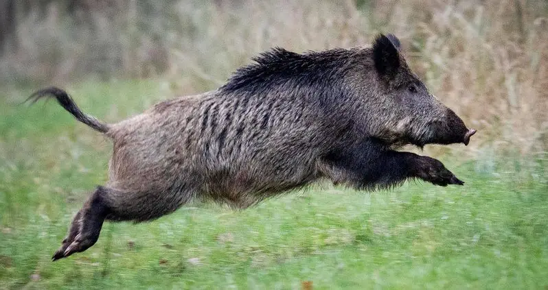 Feral Pigs Eat And Destroy $22K Worth Of Cocaine Hidden In Italian Forest
