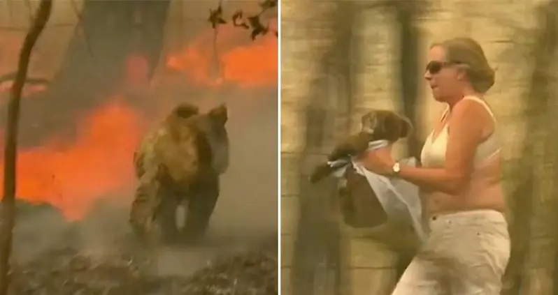 Woman Literally Pulls Shirt Off Her Back To Rescue A Trapped Koala From An Australian Bushfire